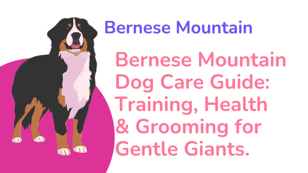 Bernese Mountain Dog Complete Guide: Gentle Giants with Heartbreaking Short Lifespans 1 Bernese Mountain