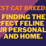 Best Cat Breeds