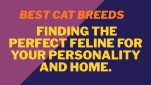 Best Cat Breeds