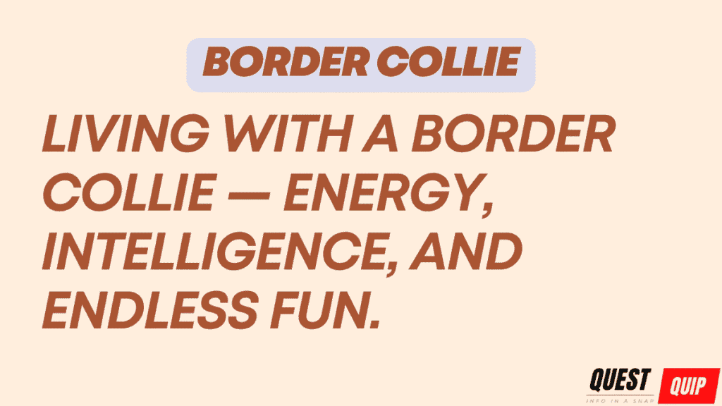 Border Collies Complete Guide: Intelligence, Energy, and Training Challenges 1 Border Collie