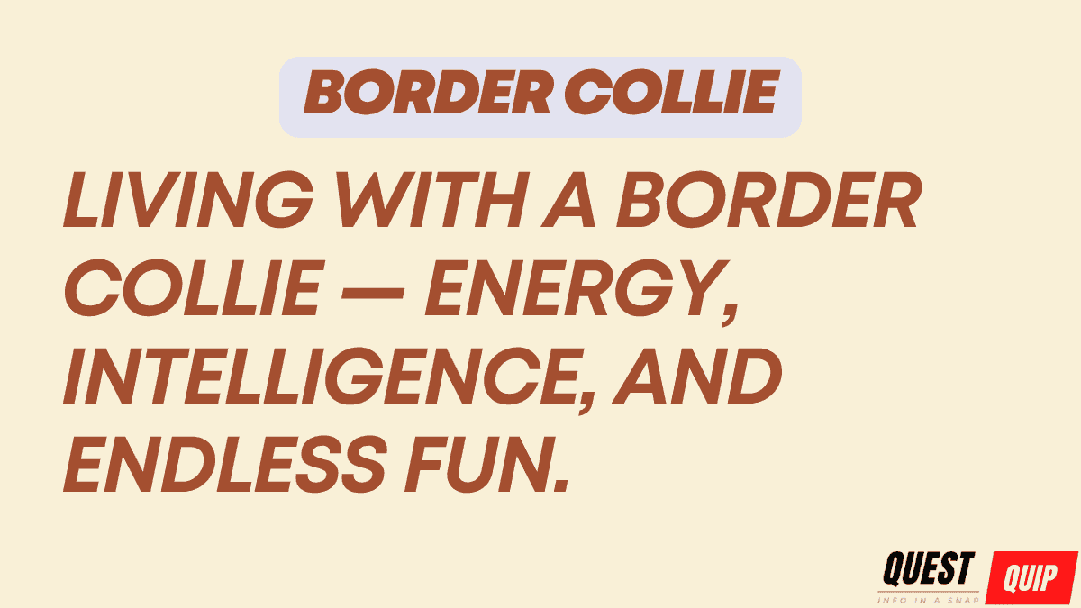 Border Collie