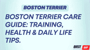 Boston Terrier