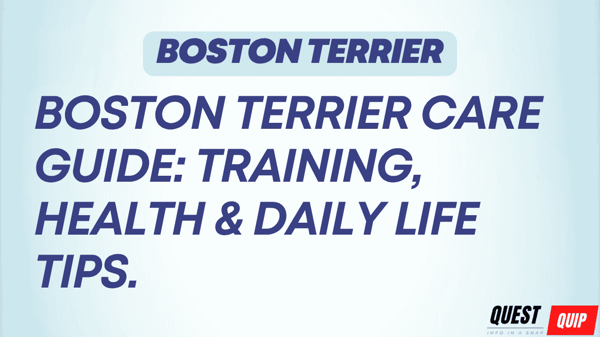 Boston Terrier