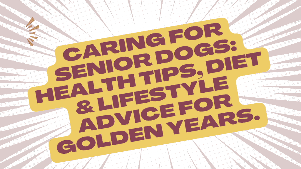 Senior Dog
