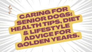 Senior Dog