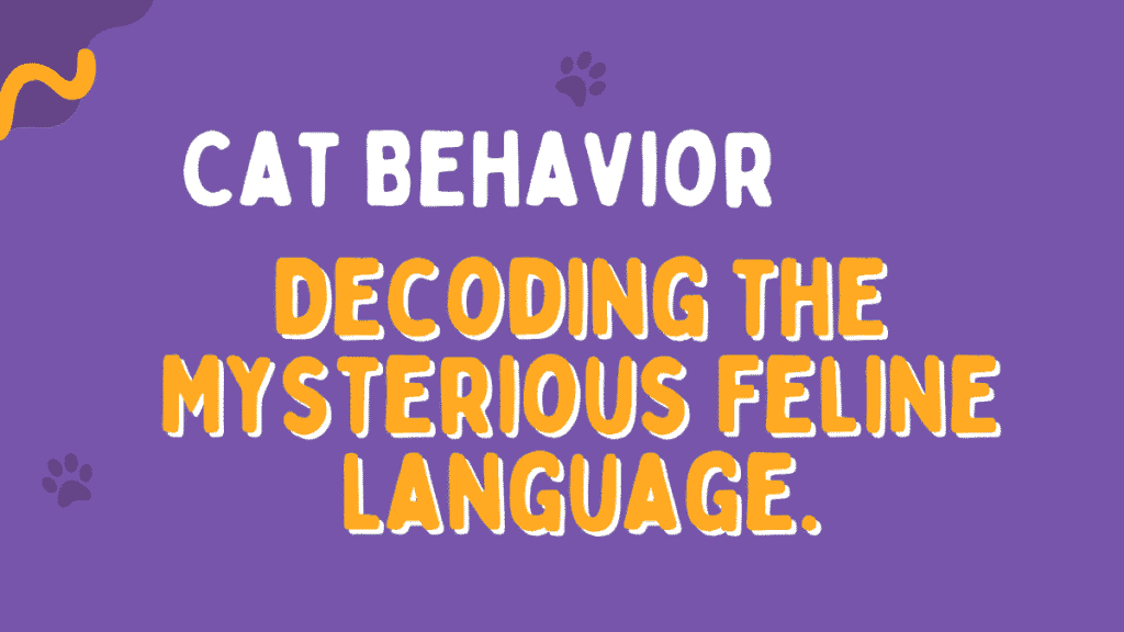 Cat Behavior
