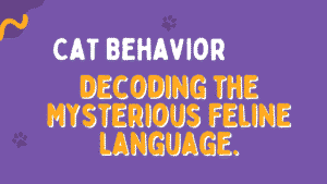 Cat Behavior