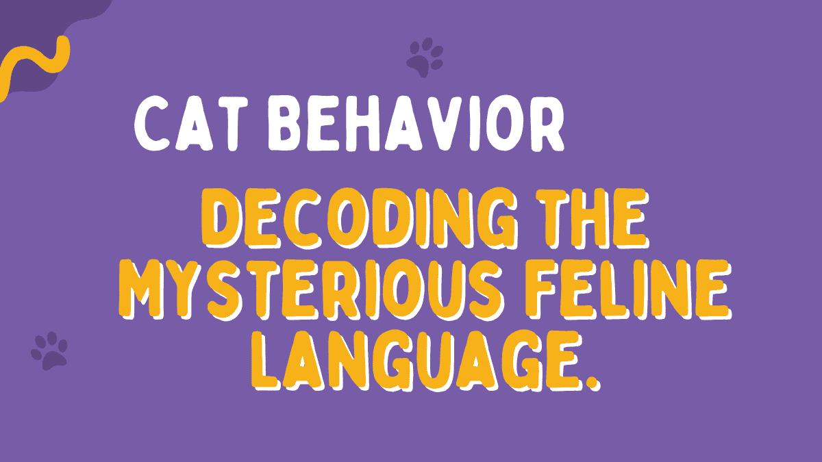 Cat Behavior
