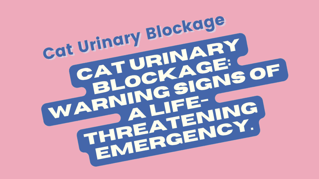 Is Your Cat Hiding a Urinary Infection? The Silent Signs 1 Cat Urinary Blockage