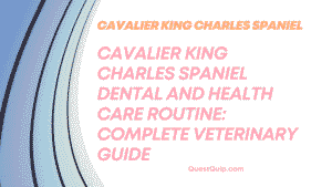 Cavalier King Charles Spaniel