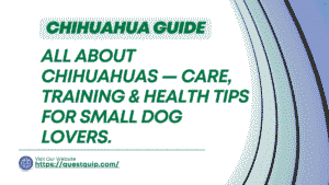 Chihuahua Guide