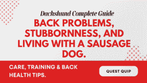 Dachshund Complete Guide