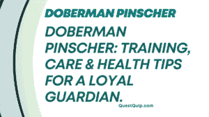 Doberman Pinscher Complete Guide: Training, Protection, and Health Management 2 Doberman Pinscher