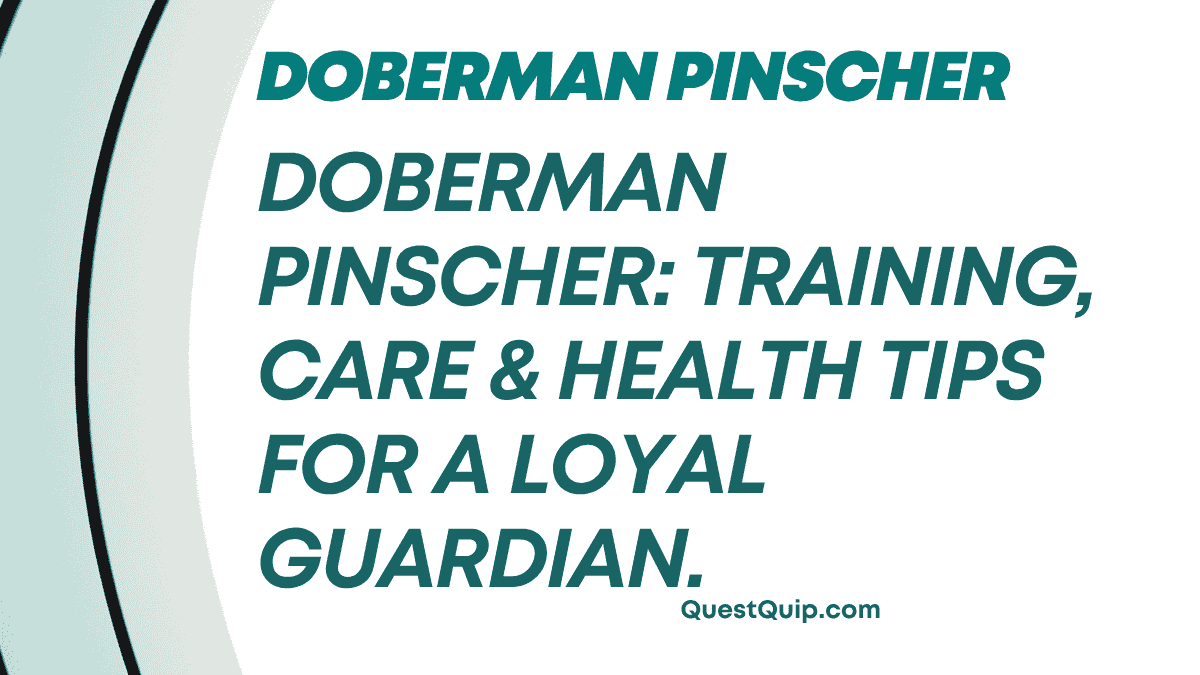 Doberman Pinscher