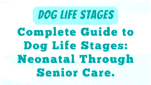 Dog Life Stages