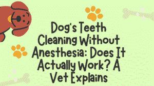 Dog's Teeth Cleaning