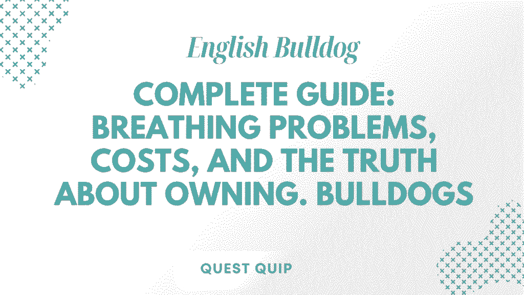 English Bulldog