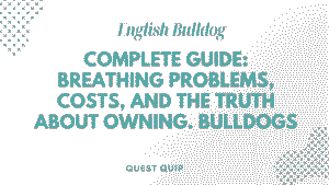 English Bulldog Complete Guide: Breathing Problems, Costs, and The Truth About Owning Bulldogs 2 English Bulldog