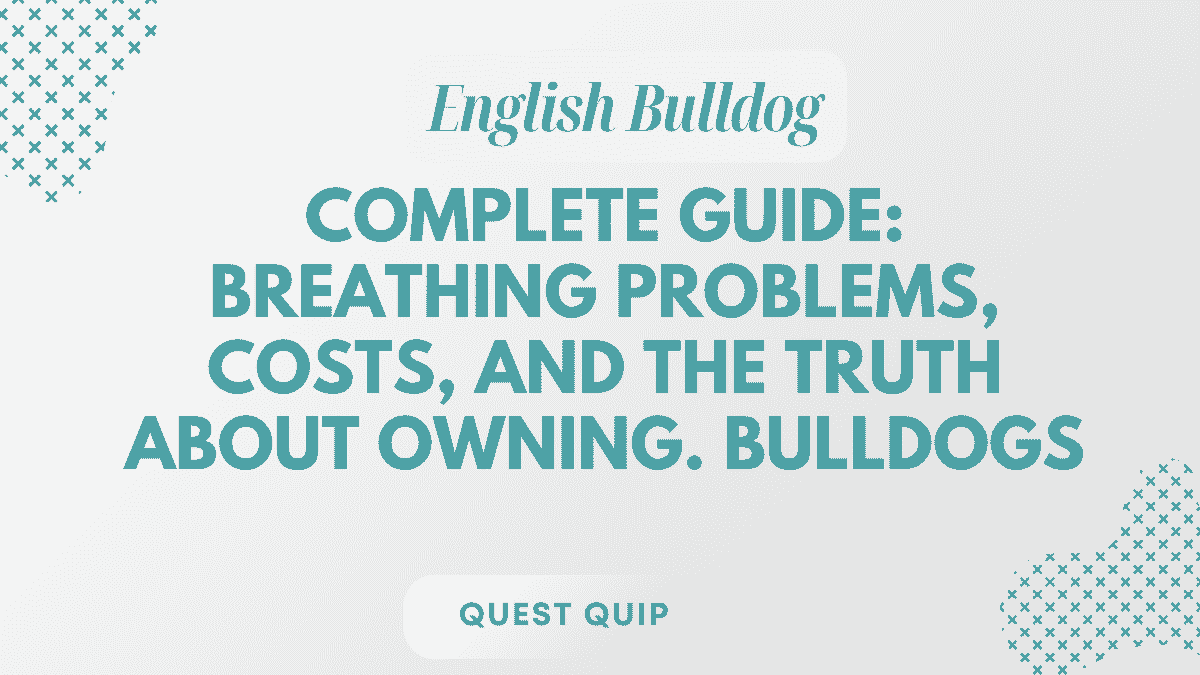 English Bulldog