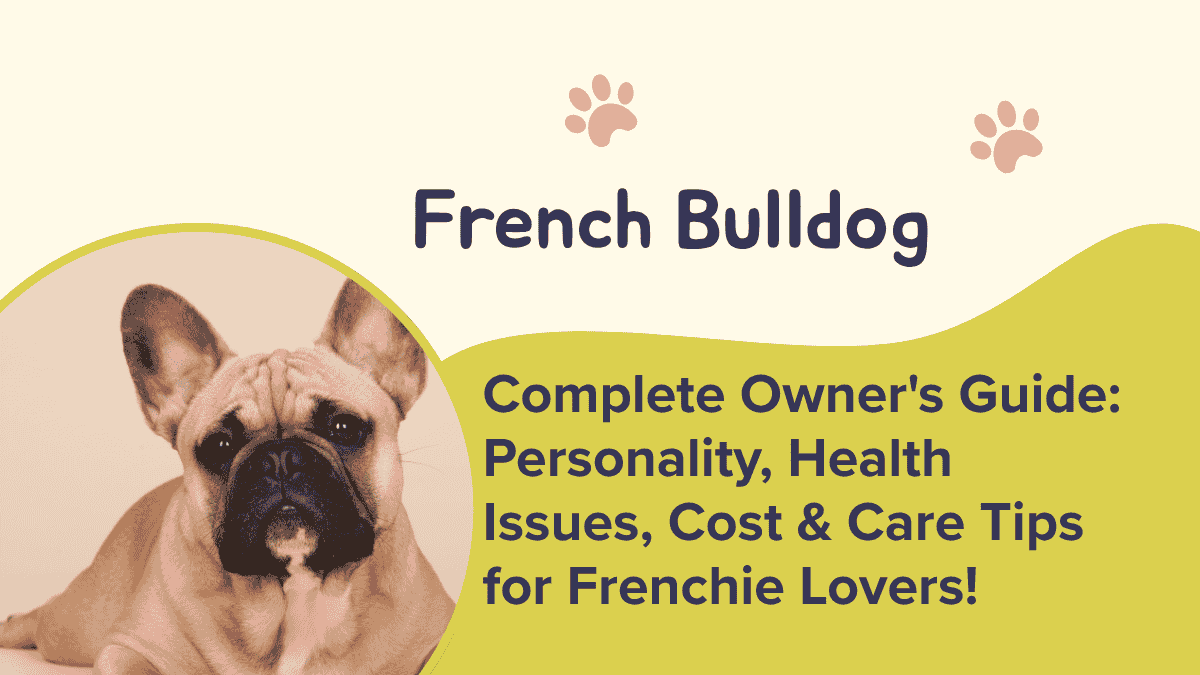 French Bulldog