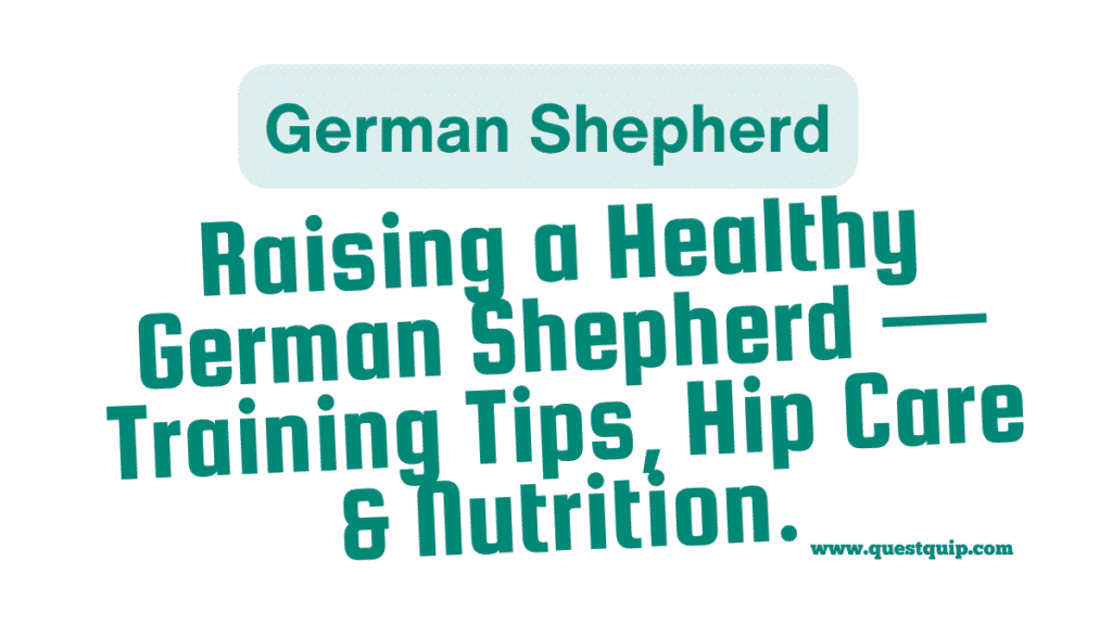 German Shepherd