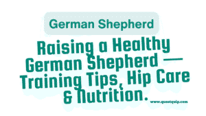 German Shepherd