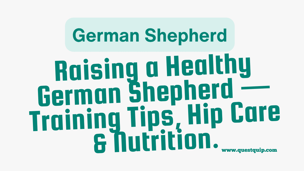 German Shepherd