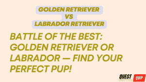 Golden Retriever vs Labrador