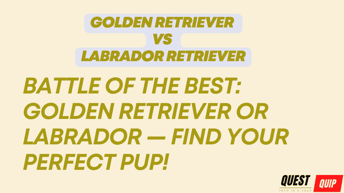 Golden Retriever vs Labrador