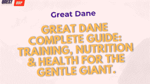 Great Dane