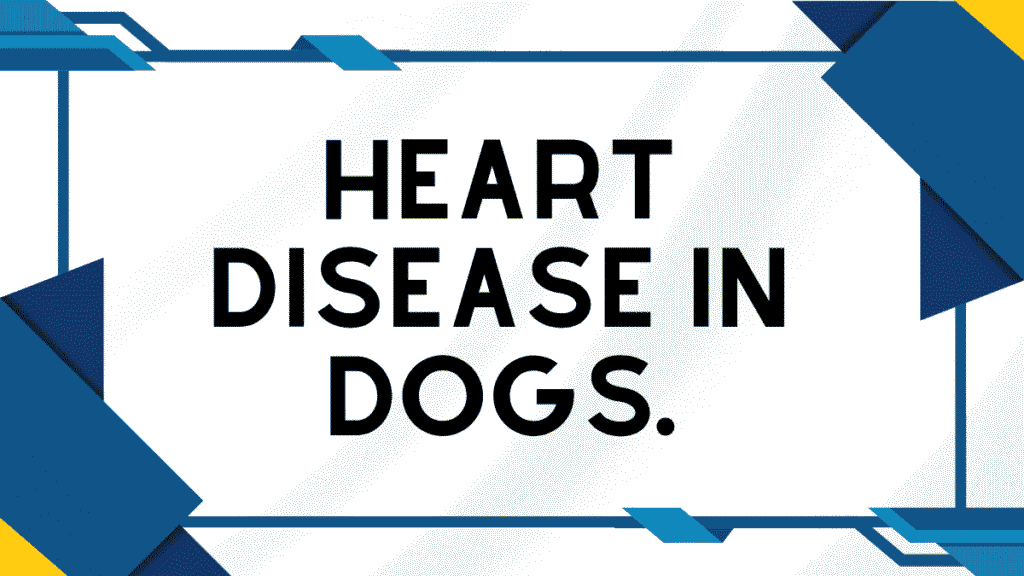Heart Disease in Dogs