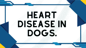 Heart Disease in Dogs