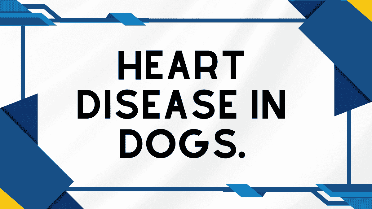 Heart Disease in Dogs