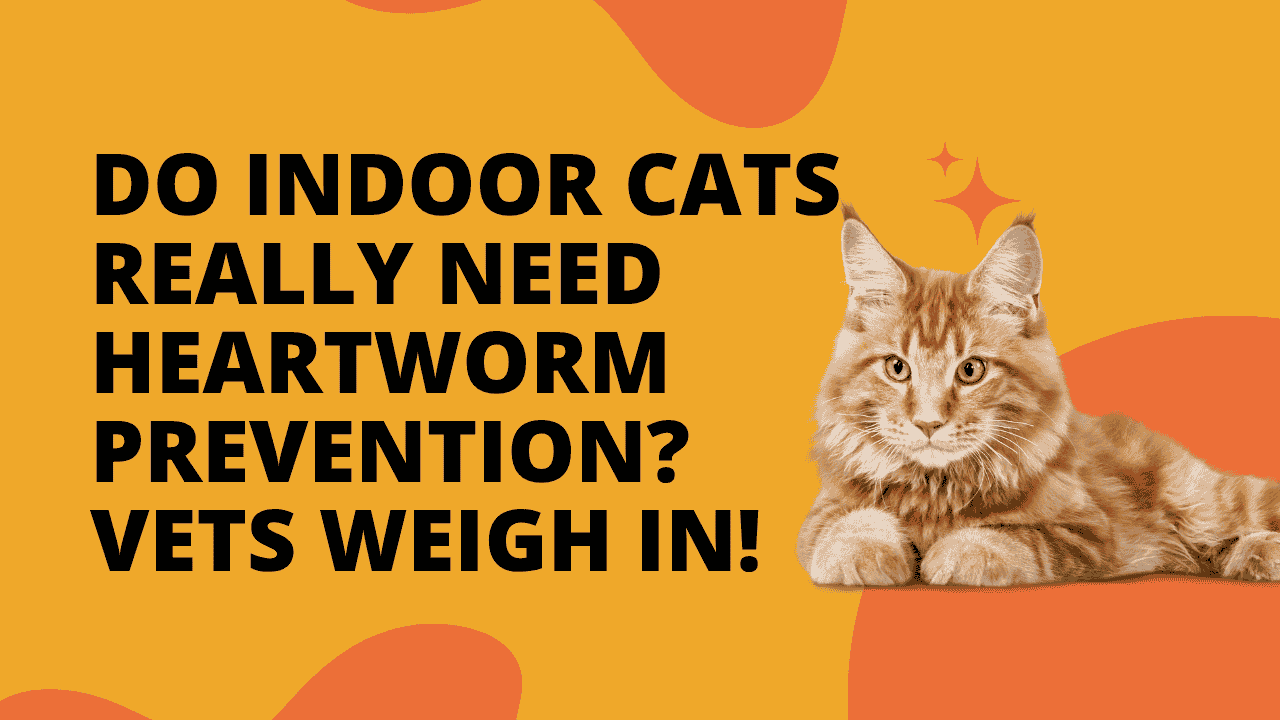 Heartworm Prevention