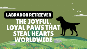 Labrador Retriever