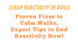 Leash Reactivity in Dogs