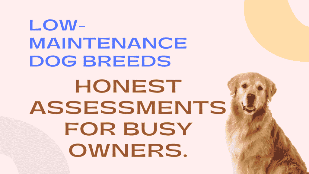 Best Low-Maintenance Dog Breeds: Honest Assessments for Busy Owners 1 Low-Maintenance Dog Breeds