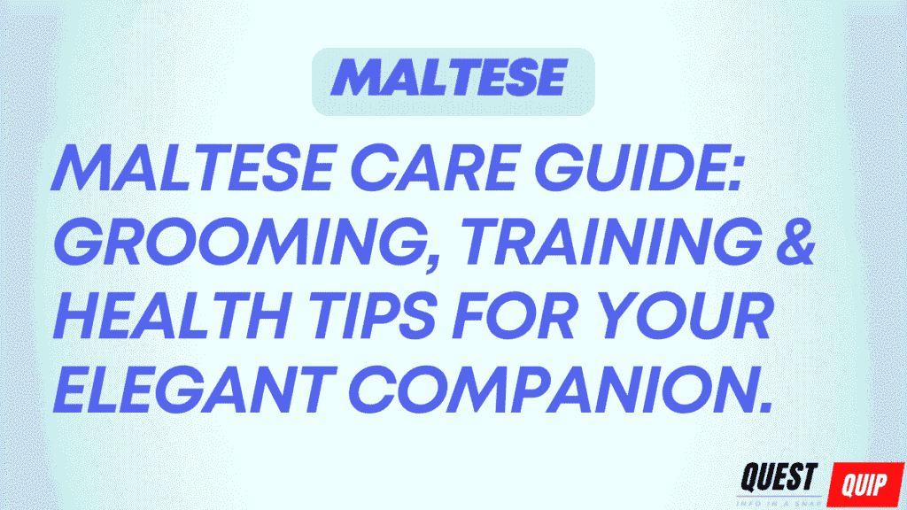 Maltese