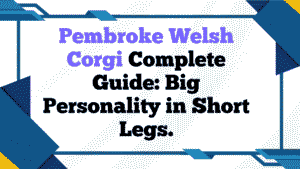Pembroke Welsh Corgi