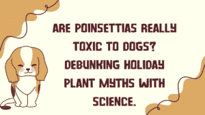 Poinsettias Really Toxic to Dogs