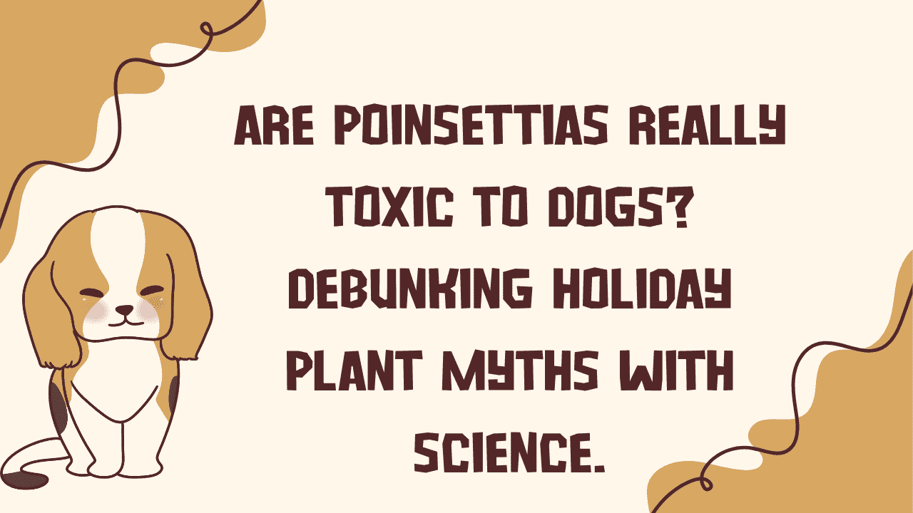 Poinsettias Really Toxic to Dogs