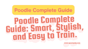 Poodle