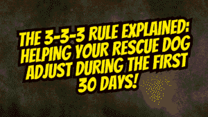 Rescue Dog