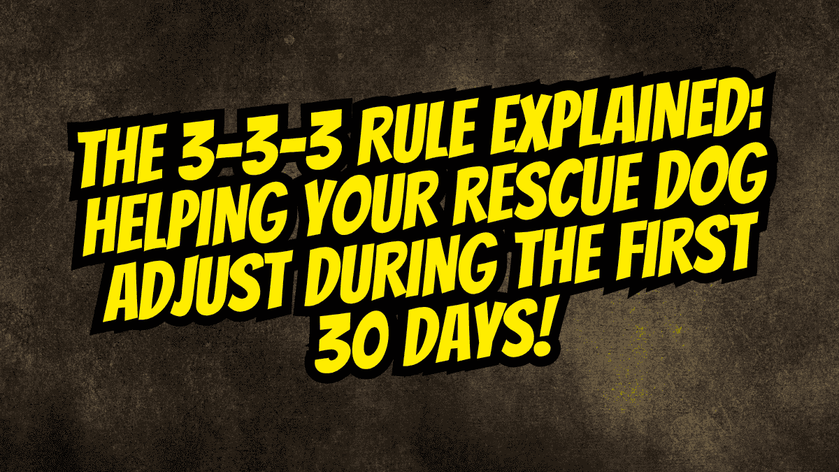 Rescue Dog