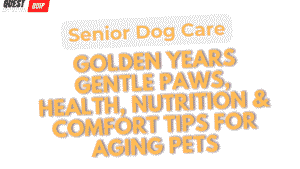 Senior Dog Care