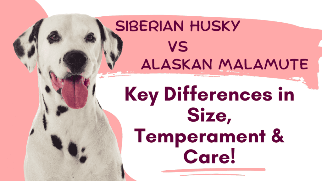 Siberian Husky