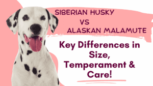 Siberian Husky