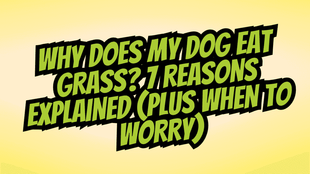 Why Does My Dog Eat Grass