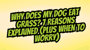 Why Does My Dog Eat Grass