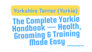 Yorkshire Terrier